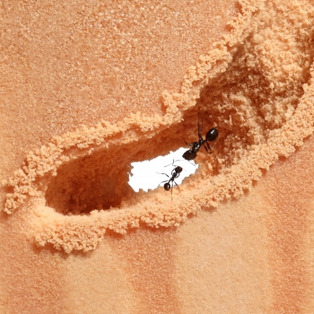 ANTCUBE - Digfix Terra nidum Platte 20x20 - L - beige